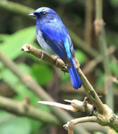 Tropical Bird Safari